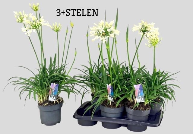 <h4>AGAPA PITCHOUN WHITE</h4>