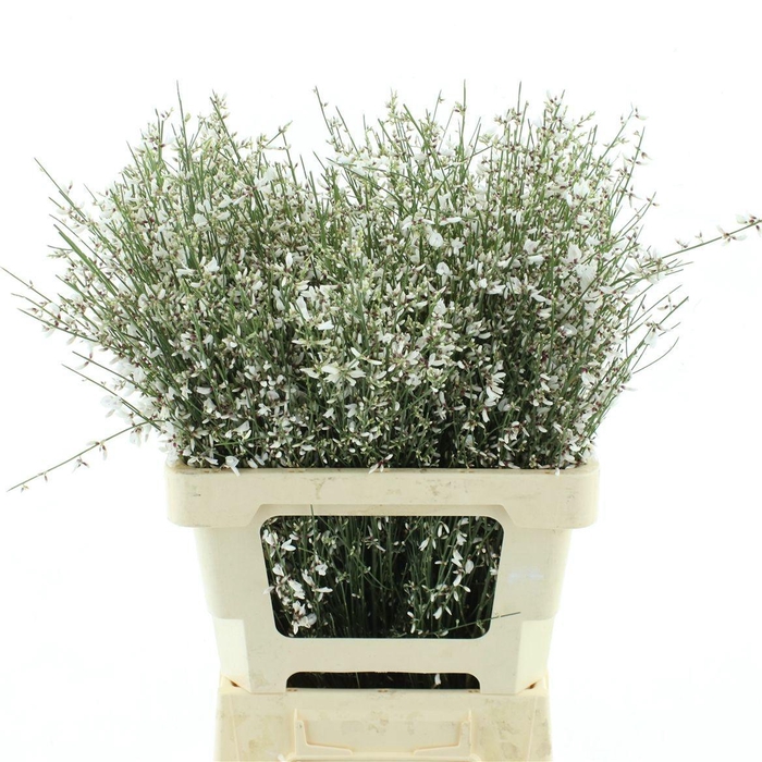 <h4>GEN OV WIT BS</h4>