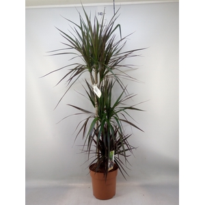 Dracaena marg. 'Magenta'