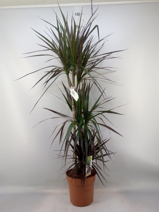 <h4>Dracaena marg. 'Magenta'</h4>