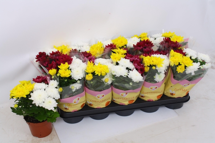 <h4>CHRYS GEM IN POT</h4>