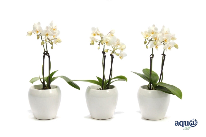 <h4>Lisa White Tiny Dolls Wit 2T12+ Aqu@</h4>