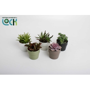 Succulenten mix in Sven kleuren mix