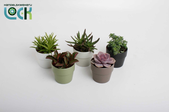 <h4>Succulenten mix in Sven kleuren mix</h4>