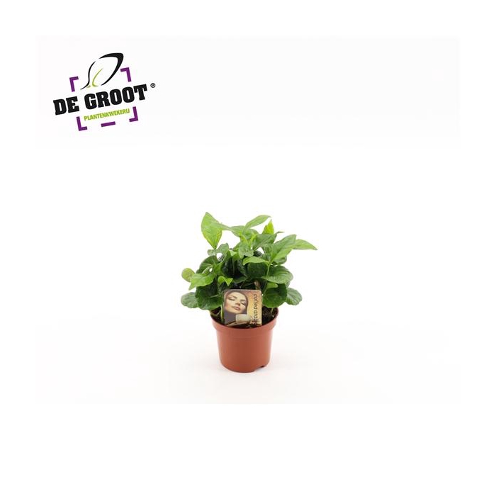 <h4>Coffea Arabica</h4>