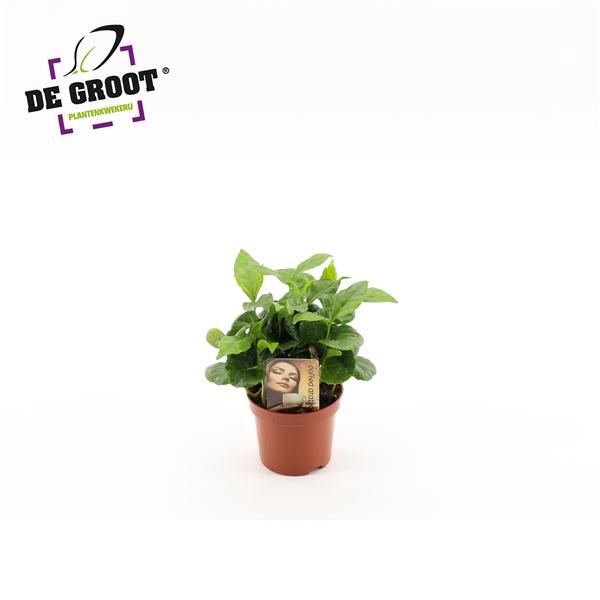 <h4>Coffea Arabica</h4>