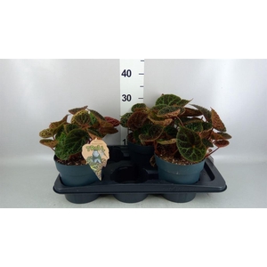 Begonia BD ferox