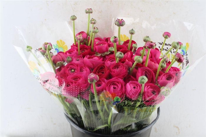 Ran Kloon Extra Laser