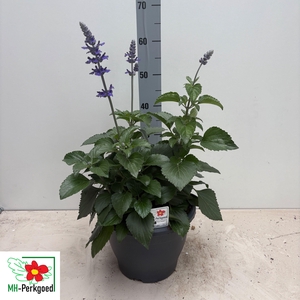 SALVIA MYS SPIRES BL