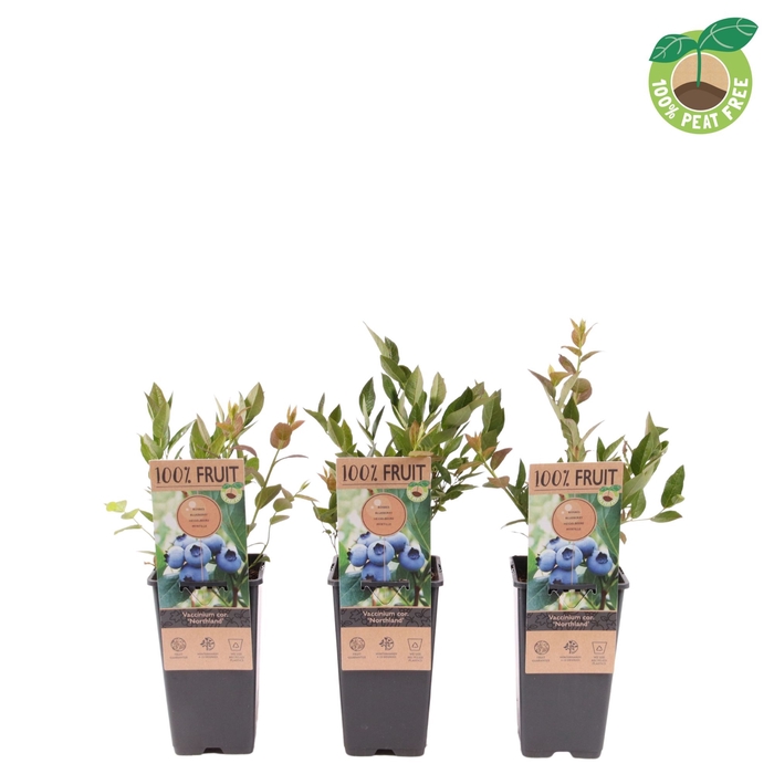 <h4>Vaccinium Co Northland</h4>
