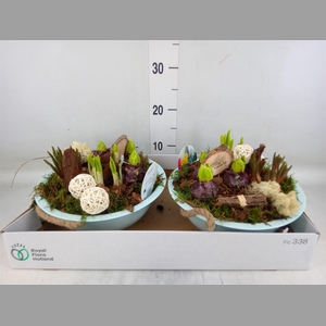 Arr.   Bol/Knolgewas L%