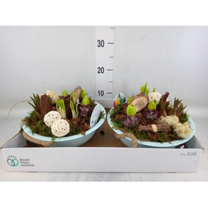 Arr.   Bol/Knolgewas L%