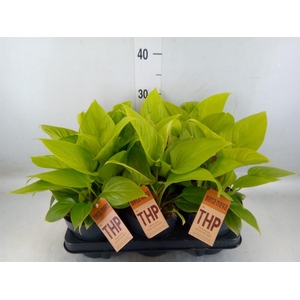 Homalomena rubescens  'Emerald Gem'