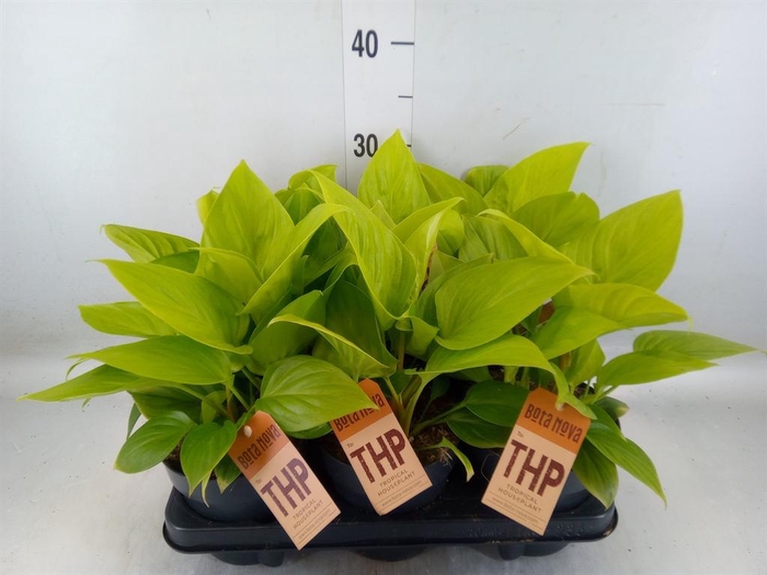 <h4>Homalomena rubescens  'Emerald Gem'</h4>