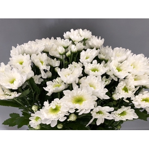 Chrys Sp Radost White (box)