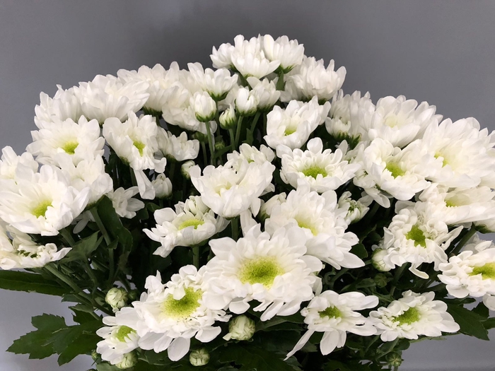 Chrys Sp White (box)