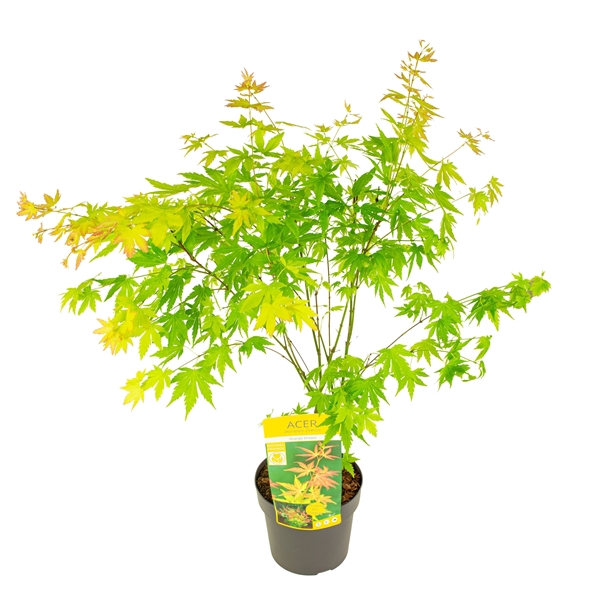 <h4>Acer palm. 'Orange Dream'</h4>