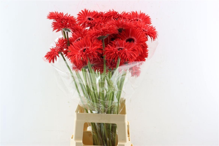 <h4>Ge Gr Spi Katie</h4>