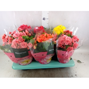 Begonia elat. DU   ...mix