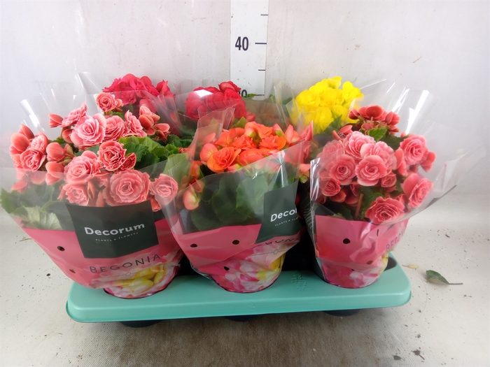 <h4>Begonia elat. DU   ...mix</h4>