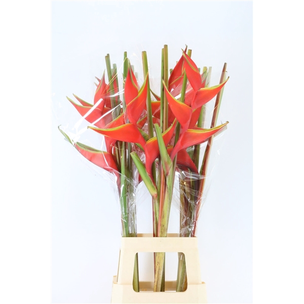 <h4>Heliconia Bihai</h4>