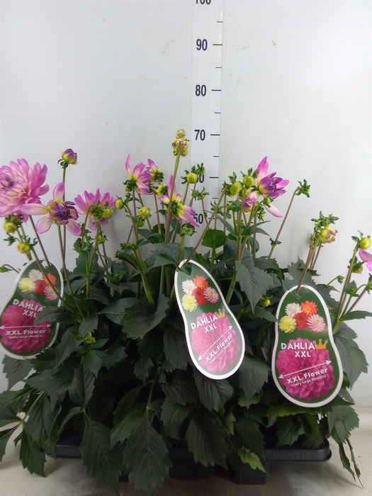 <h4>Dahlia DE 'XXL Aztec Veracruz'</h4>