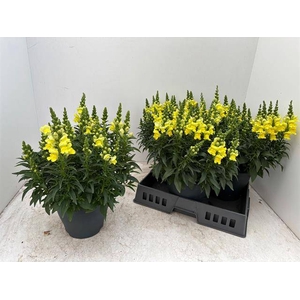 ANTIRR SULTAN YELLOW P23