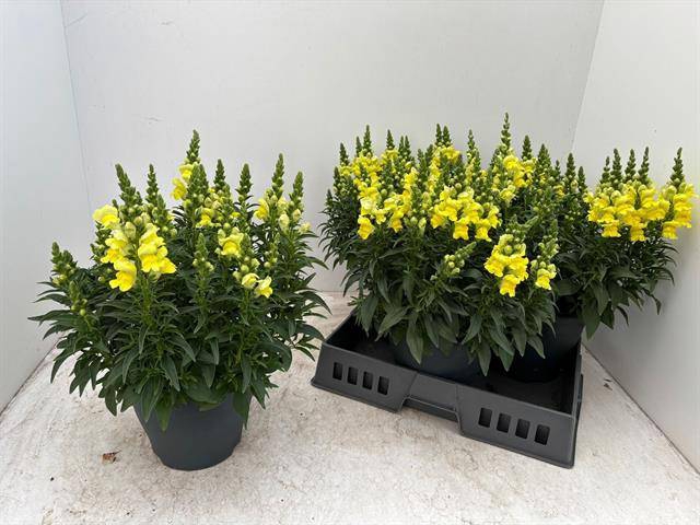 <h4>ANTIRR SULTAN YELLOW P23</h4>