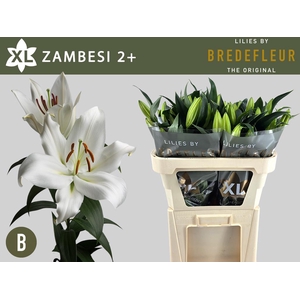 LI OT ZAMBESI 2+