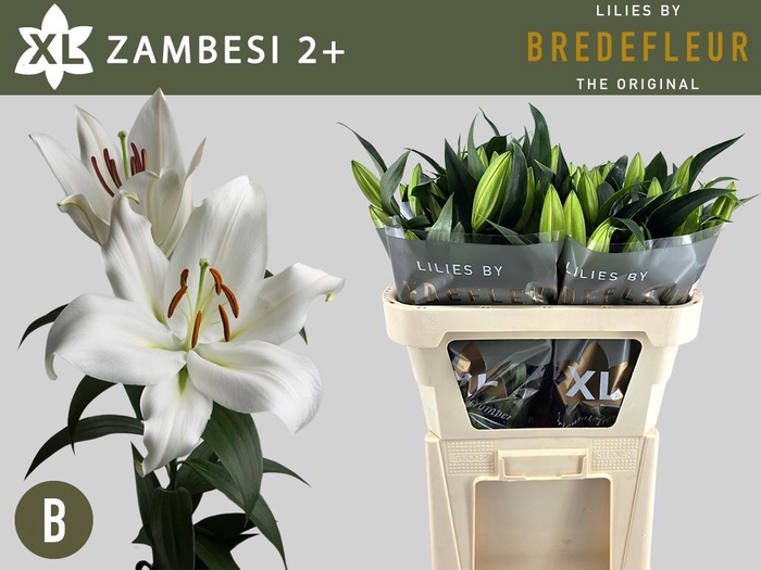 <h4>LI OT ZAMBESI 2+</h4>