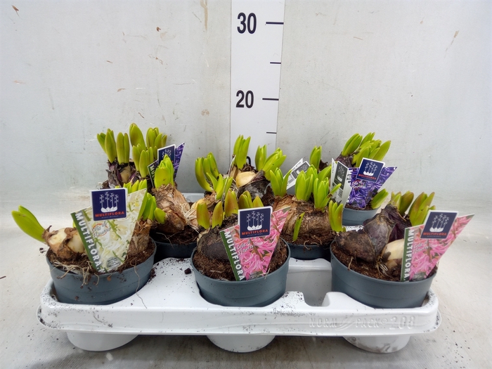 <h4>Hyacinthus orie. 'Multifl' ..mix 4</h4>