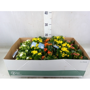 Kalanchoe blos.   ..EN mix