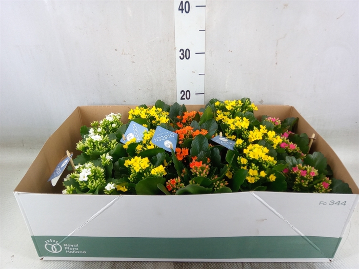 <h4>Kalanchoe blos.   ..EN mix</h4>