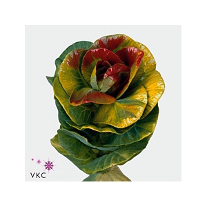 Brassica wax black beauty