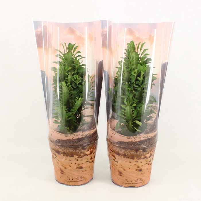 <h4>Euphorbia Trigona Groen in Desert hoes P17</h4>