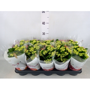 Kalanchoe blos. 'RosDon Dione'