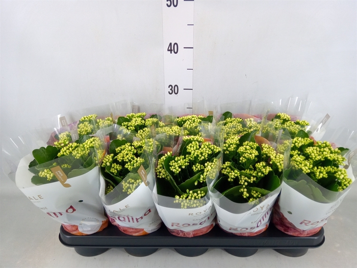 <h4>Kalanchoe blos. 'RosDon Dione'</h4>
