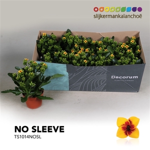 Kalanchoe No Sleeve - 10,5 cm Tiger Yellow
