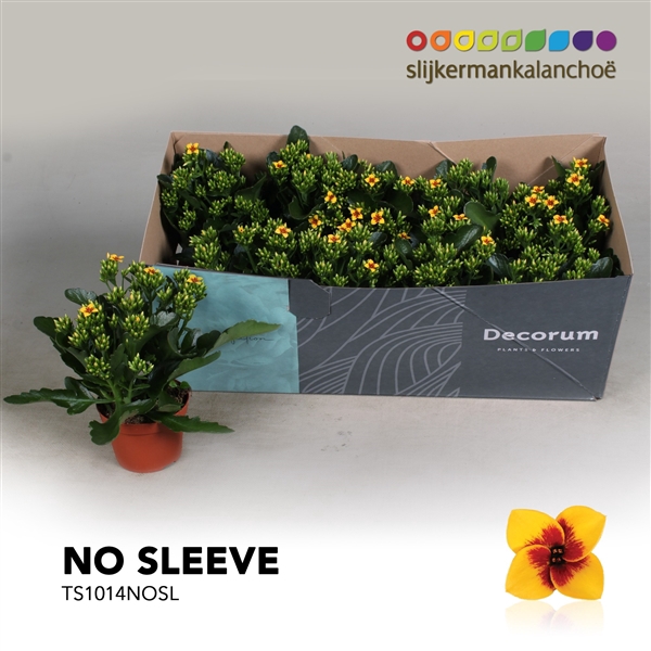 <h4>Kalanchoe No Sleeve - 10,5 cm Tiger Yellow</h4>