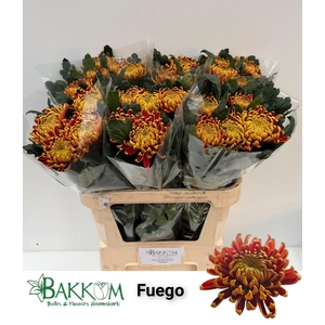 CHR G FUEGO