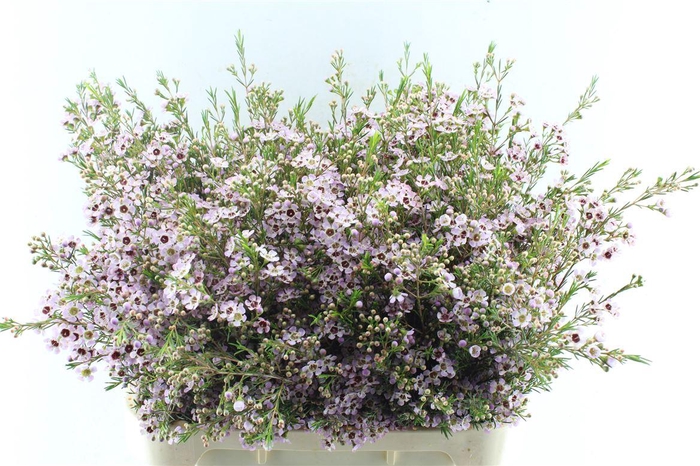 Chamelaucium Early Nir Pale Pink