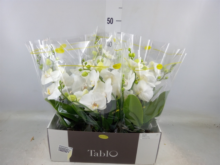 <h4>Phalaenopsis   ...white</h4>