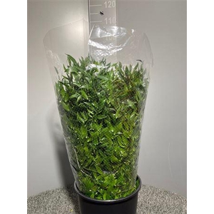 Danae Racemosa 70cm X20