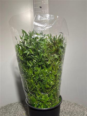 <h4>Danae Racemosa 70cm X20</h4>