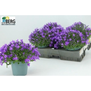 CAMP PORTENSCHLAGIAN