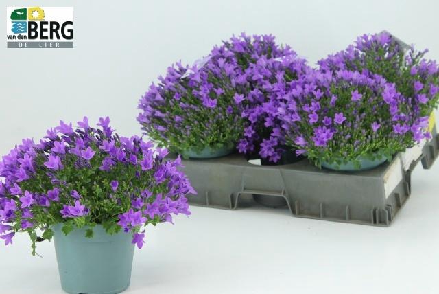 <h4>CAMP PORTENSCHLAGIAN</h4>