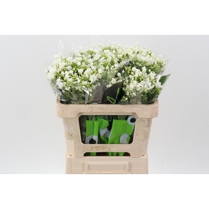 Phlox P Icecap