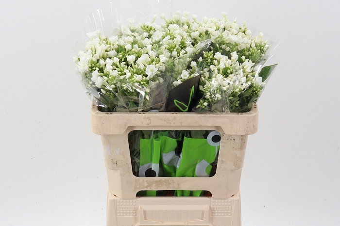 <h4>Phlox P Icecap</h4>