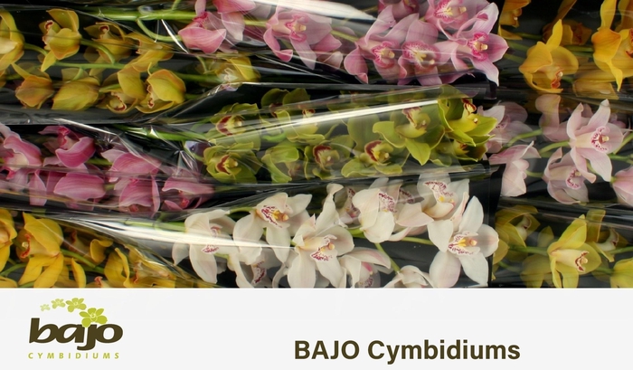 <h4>CYMB T GEM</h4>