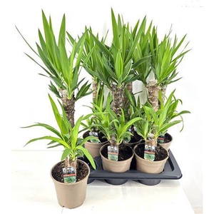 Yucca 45-20 Cm